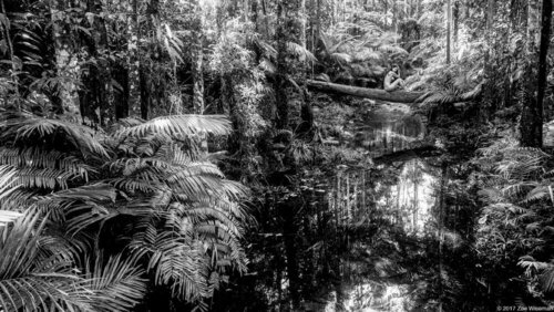 Daintree Rainforest, Australia #17 di Zoe Wiseman, Fotografia in vendita su Singulart