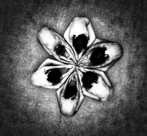 LOTUS von Zoe Wiseman, Fotografie kaufen auf Singulart