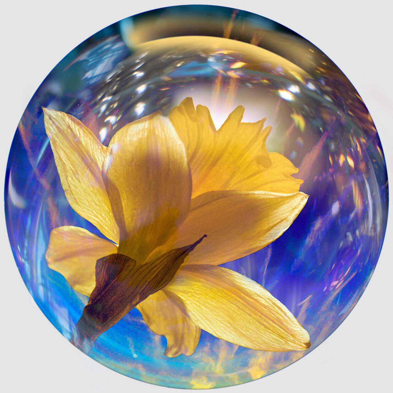 Blue Globe 8-spring flowers Stephanie Sydney Stampa in vendita