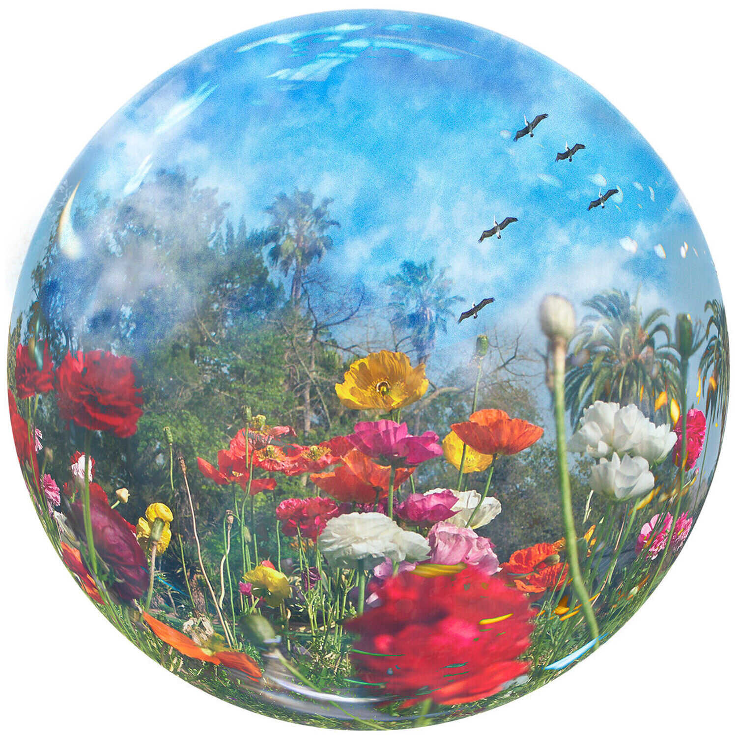 Blue Globe 6-spring flowers-2 Stephanie Sydney Stampa in vendita
