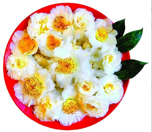 More Is More (1/25) von Shizuko Greenblatt, Andere Medien kaufen auf Singulart