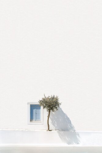 Greek tree par Marcus Cederberg, Photographie en vente sur Singulart