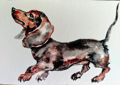 Dachshund dog Daniela Vasileva