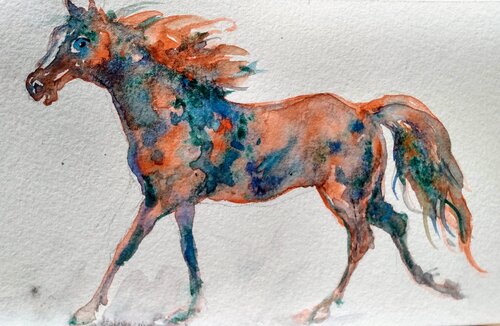 Appaloosa Horse running Daniela Vasileva