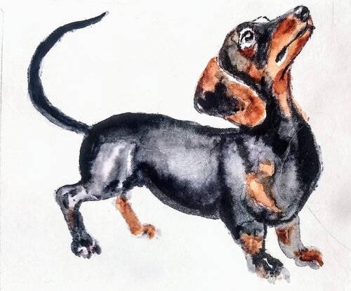 Dachshund dog Daniela Vasileva