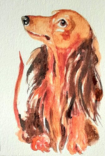 Dachshund dog by Daniela Vasileva, 紙面作品 for Sale on Singulart