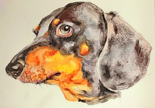 Dachshund dog di Daniela Vasileva, Opera su carta in vendita su Singulart