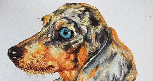 Merle Dachshund dog Daniela Vasileva
