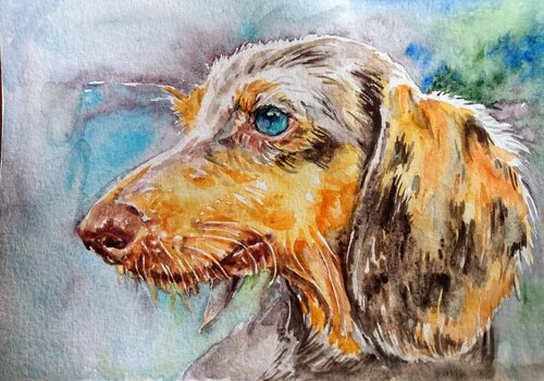 Merle Dachshund dog Daniela Vasileva