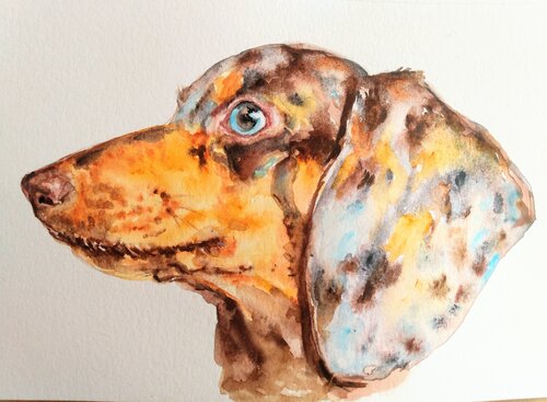 Dachshund dog 9 Daniela Vasileva