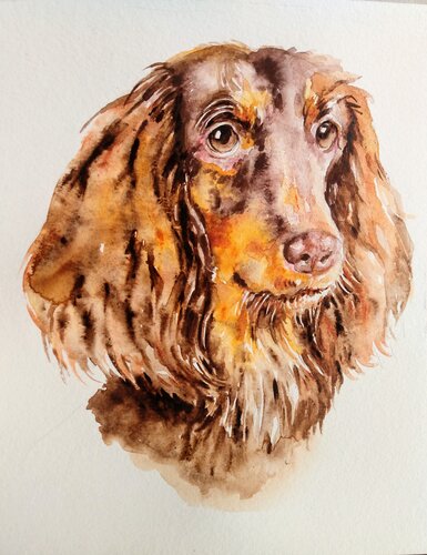 Dachshund dog 10 van Daniela Vasileva, Werk op papier te koop op Singulart