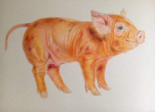PIG van Daniela Vasileva, Schilderij te koop op Singulart