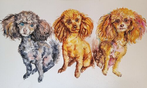 Three toy poodles par Daniela Vasileva, Peinture en vente sur Singulart
