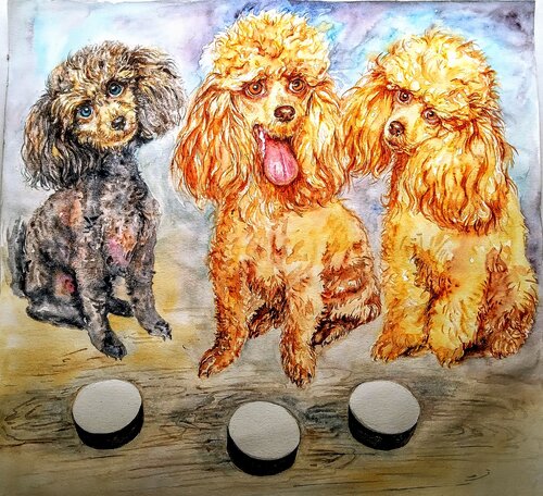 Three toy poodles waiting for a treat Daniela Vasileva