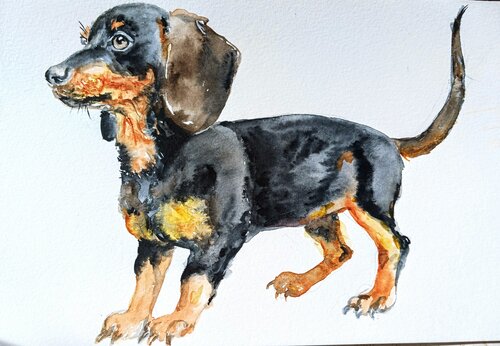 Dachshund dog pet di Daniela Vasileva, Pittura in vendita su Singulart
