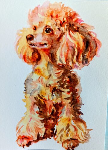 Pink poodle dog art von Daniela Vasileva, Malerei kaufen auf Singulart