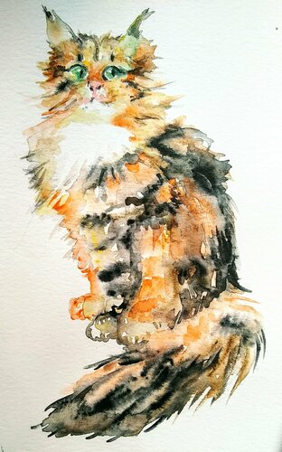 Calico Maine Coon kitten di Daniela Vasileva, Opera su carta in vendita su Singulart
