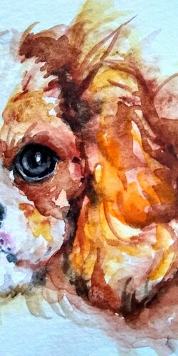 Cavalier King Charles spaniel puppy di Daniela Vasileva, Opera su carta in vendita su Singulart