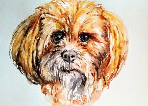 Shih Tzu puppy dog Waiting for a treat di Daniela Vasileva, Opera su carta in vendita su Singulart