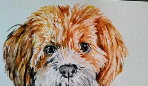 Shih Tzu puppy dog Waiting for a treat di Daniela Vasileva, Opera su carta in vendita su Singulart