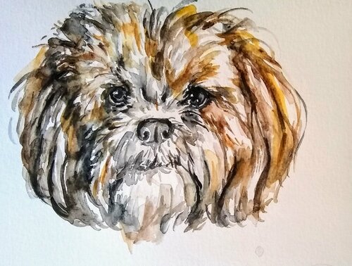 Shih Tzu puppy dog Waiting for a treat di Daniela Vasileva, Opera su carta in vendita su Singulart