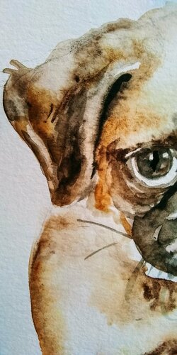 Pug puppy dog di Daniela Vasileva, Opera su carta in vendita su Singulart