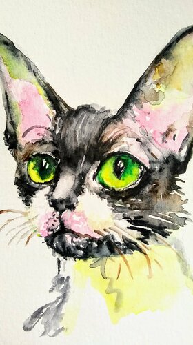 Devon Rex tuxedo kitty di Daniela Vasileva, Opera su carta in vendita su Singulart