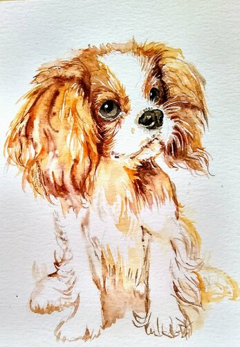 Cavalier King Charles spaniel puppy par Daniela Vasileva, Œuvre sur papier en vente sur Singulart