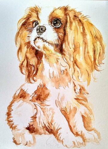 Cavalier King Charles spaniel puppy di Daniela Vasileva, Opera su carta in vendita su Singulart