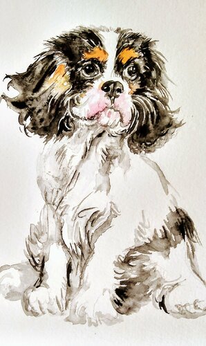 Cavalier King Charles spaniel puppy von Daniela Vasileva, Werk auf Papier kaufen auf Singulart