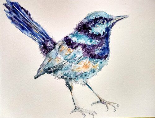 Black  blue and gray bird Daniela Vasileva