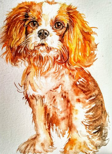 Cavalier King Charles spaniel puppy von Daniela Vasileva, Werk auf Papier kaufen auf Singulart