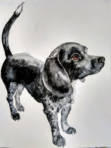 Black puppy di Daniela Vasileva, Opera su carta in vendita su Singulart