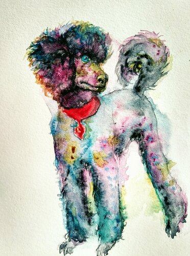 Gray pink poodle puppy dog Waiting for a treat by Daniela Vasileva, Work on Paper for Sale on Singulart
