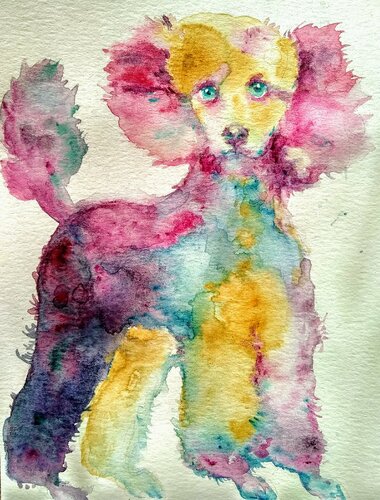 Gray pink poodle puppy dog Waiting for a treat by Daniela Vasileva, Work on Paper for Sale on Singulart