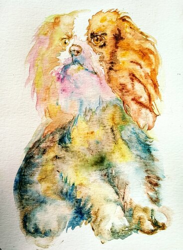 Cavalier King Charles spaniel puppy di Daniela Vasileva, Opera su carta in vendita su Singulart