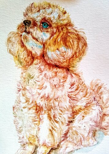 Gray pink poodle puppy dog Waiting for a treat di Daniela Vasileva, Opera su carta in vendita su Singulart