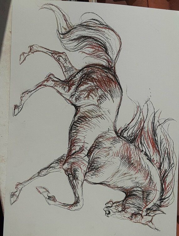 Horse running. Black and white Daniela Vasileva