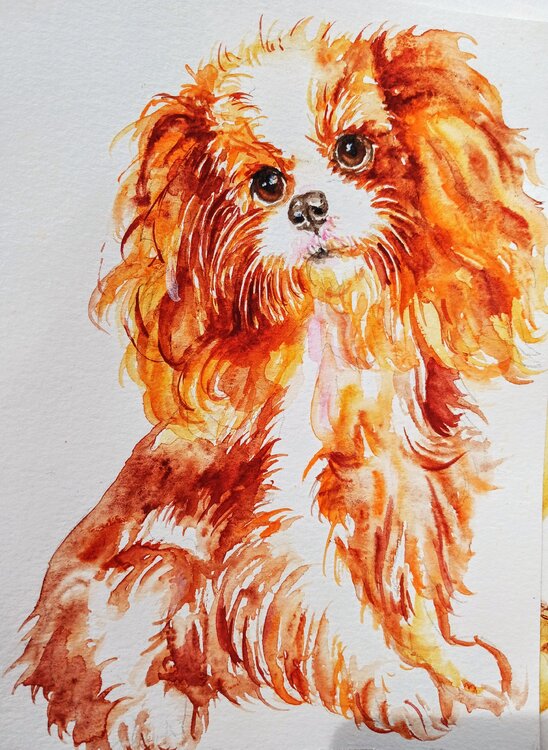Cavalier king Charles spaniel dog Daniela Vasileva