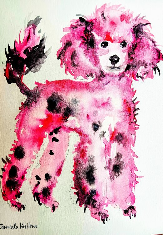 Bubblegum majesty, pink poodle Daniela Vasileva
