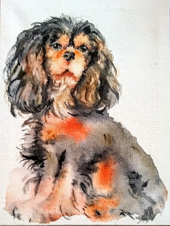 Papillon puppy Daniela Vasileva