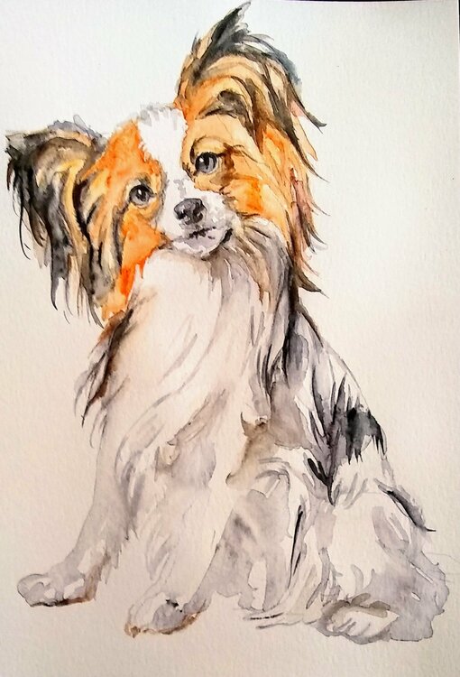 Papillon puppy Daniela Vasileva