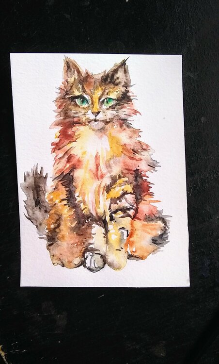 Calico Kitten Daniela Vasileva