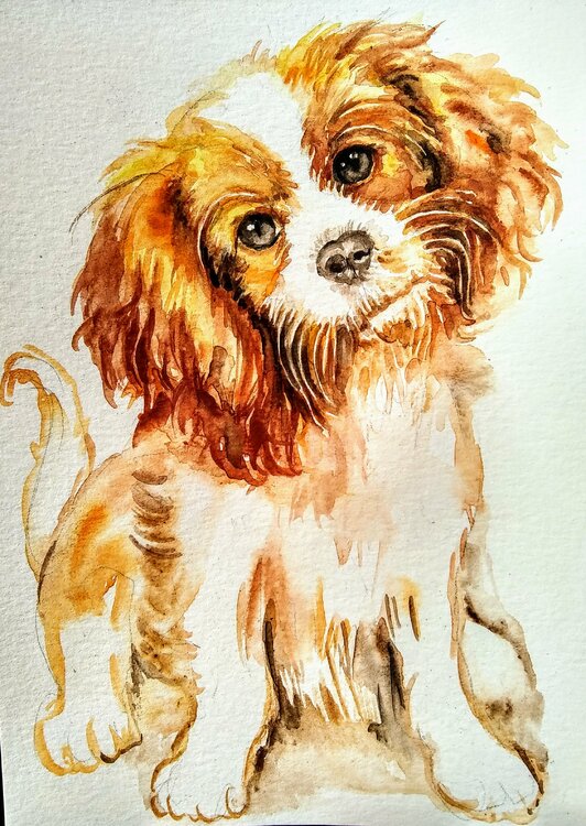 Cavalier King Charles spaniel puppy Daniela Vasileva