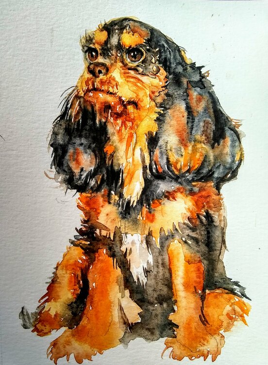 Cavalier King Charles spaniel puppy Daniela Vasileva