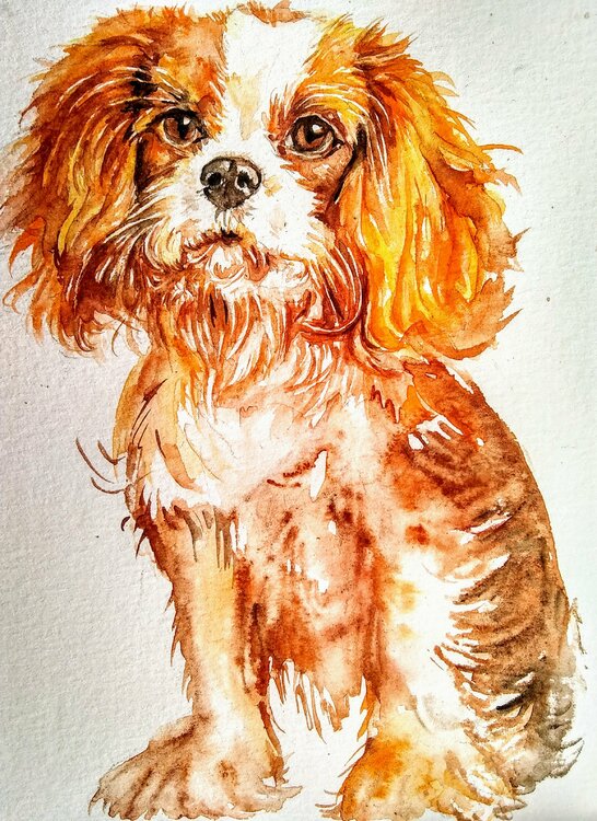 Cavalier King Charles spaniel puppy Daniela Vasileva