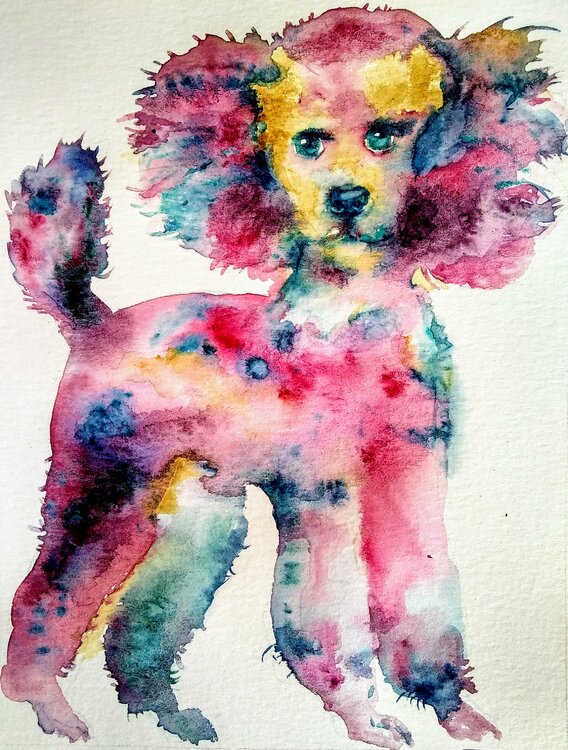 Gray pink poodle puppy dog Waiting for a treat Daniela Vasileva