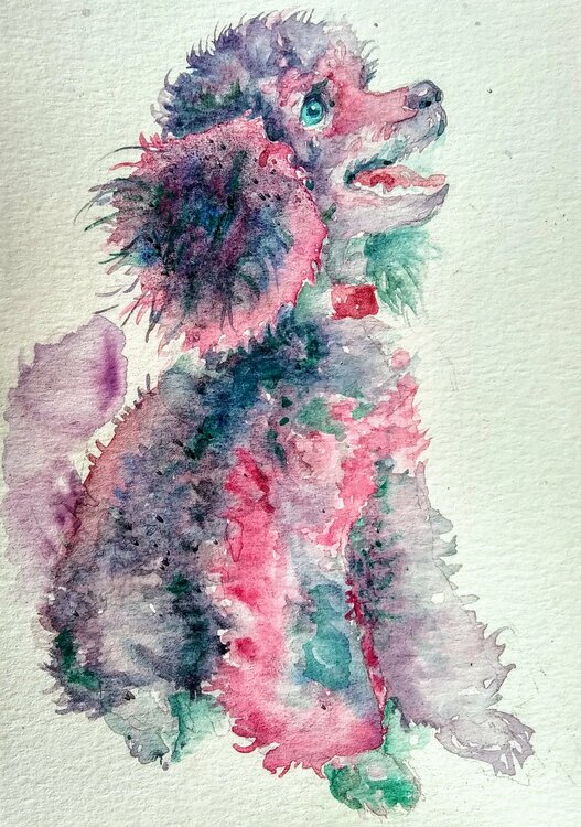 Gray pink poodle puppy dog Waiting for a treat Daniela Vasileva