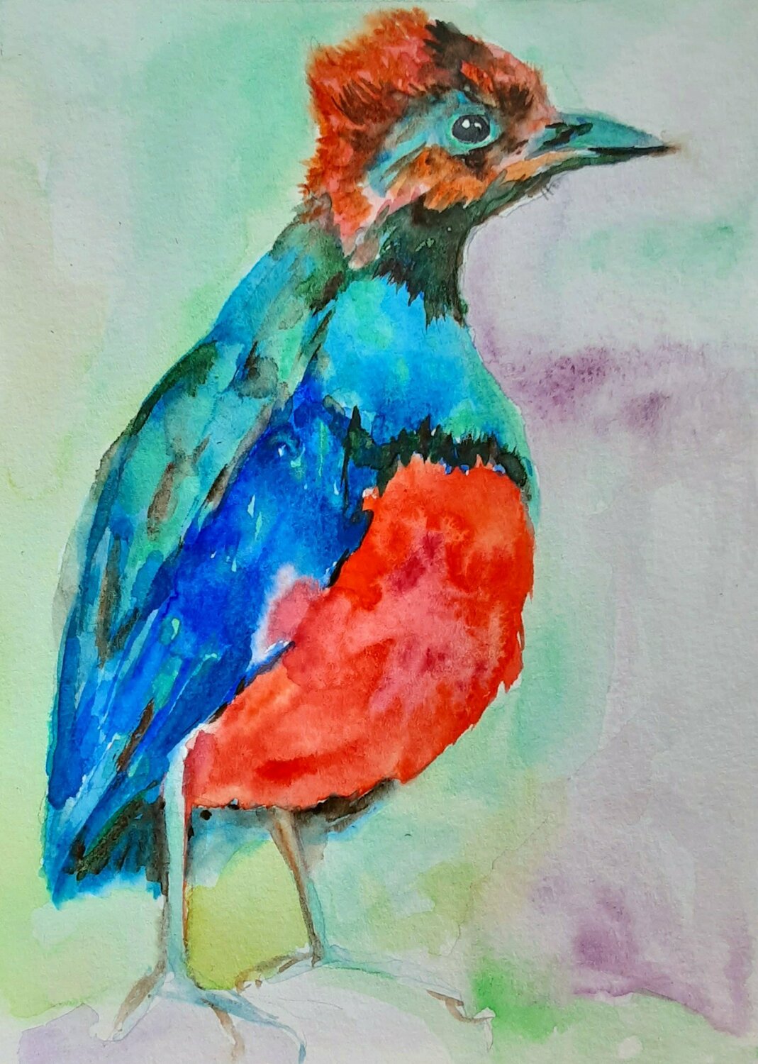 Colorful pitta bird Daniela Vasileva