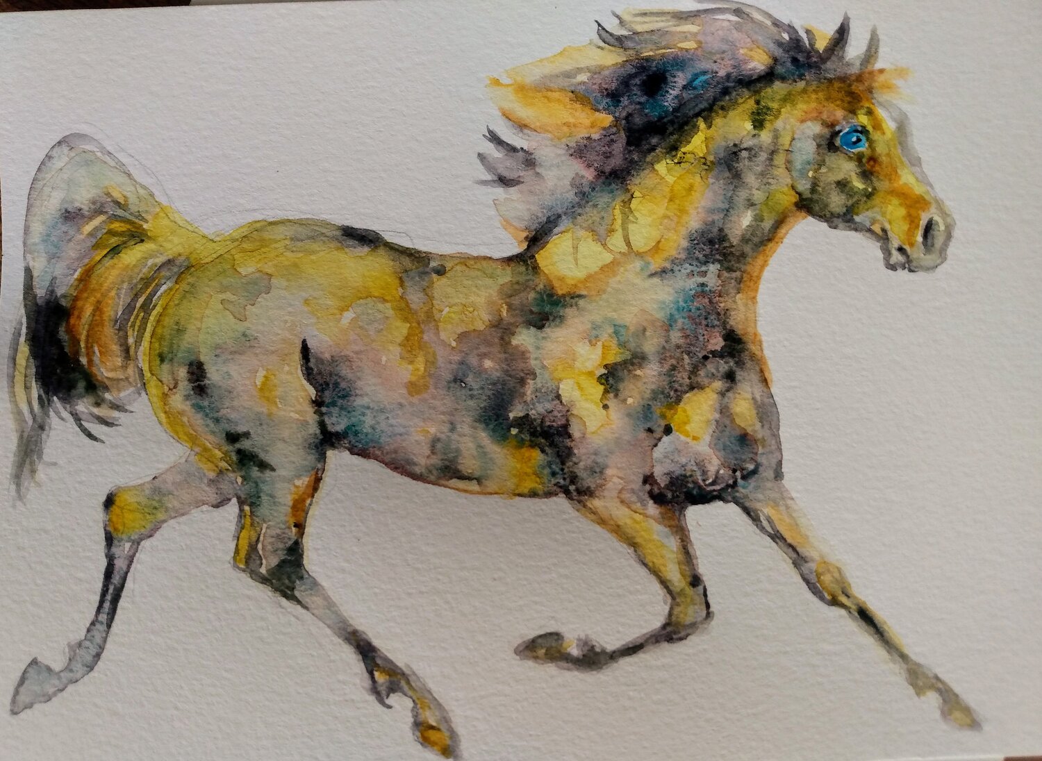 Golden Appaloosa Horse running Daniela Vasileva